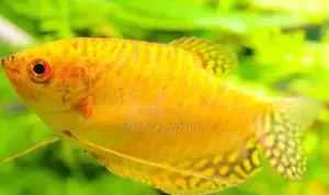 Gold Gourami
