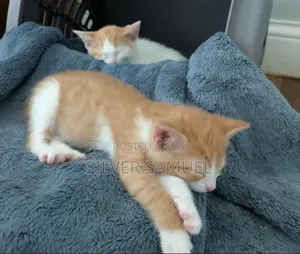 1-3 months Female Purebred American Shorthair