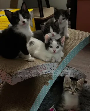 1-3 months Female Purebred American Shorthair