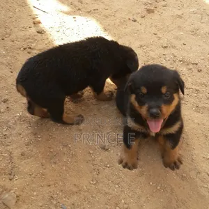 1-3 months Female Purebred Rottweiler