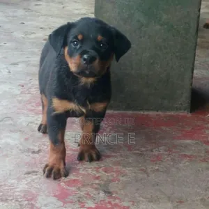 1-3 months Male Purebred Rottweiler