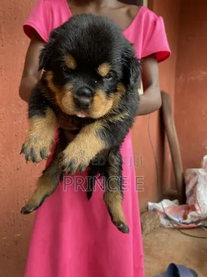 1-3 months Female Purebred Rottweiler