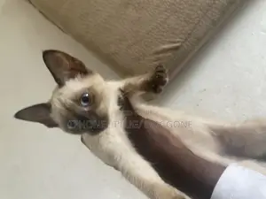 3-6 months Female Purebred Siamese