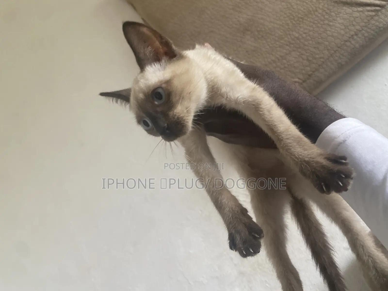 1-3 months Male Purebred Siamese