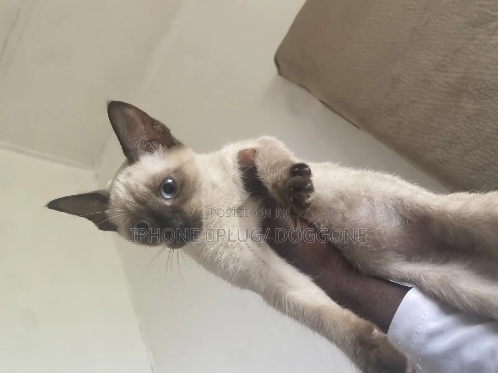 1-3 months Male Purebred Siamese