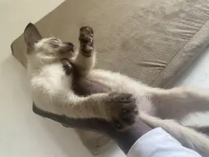 1-3 months Male Purebred Siamese