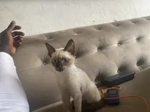 1-3 months Male Purebred Siamese