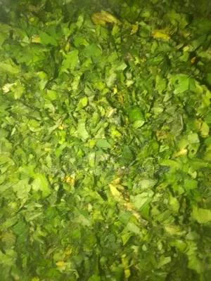 Momordica Charantia Bitter Gourd