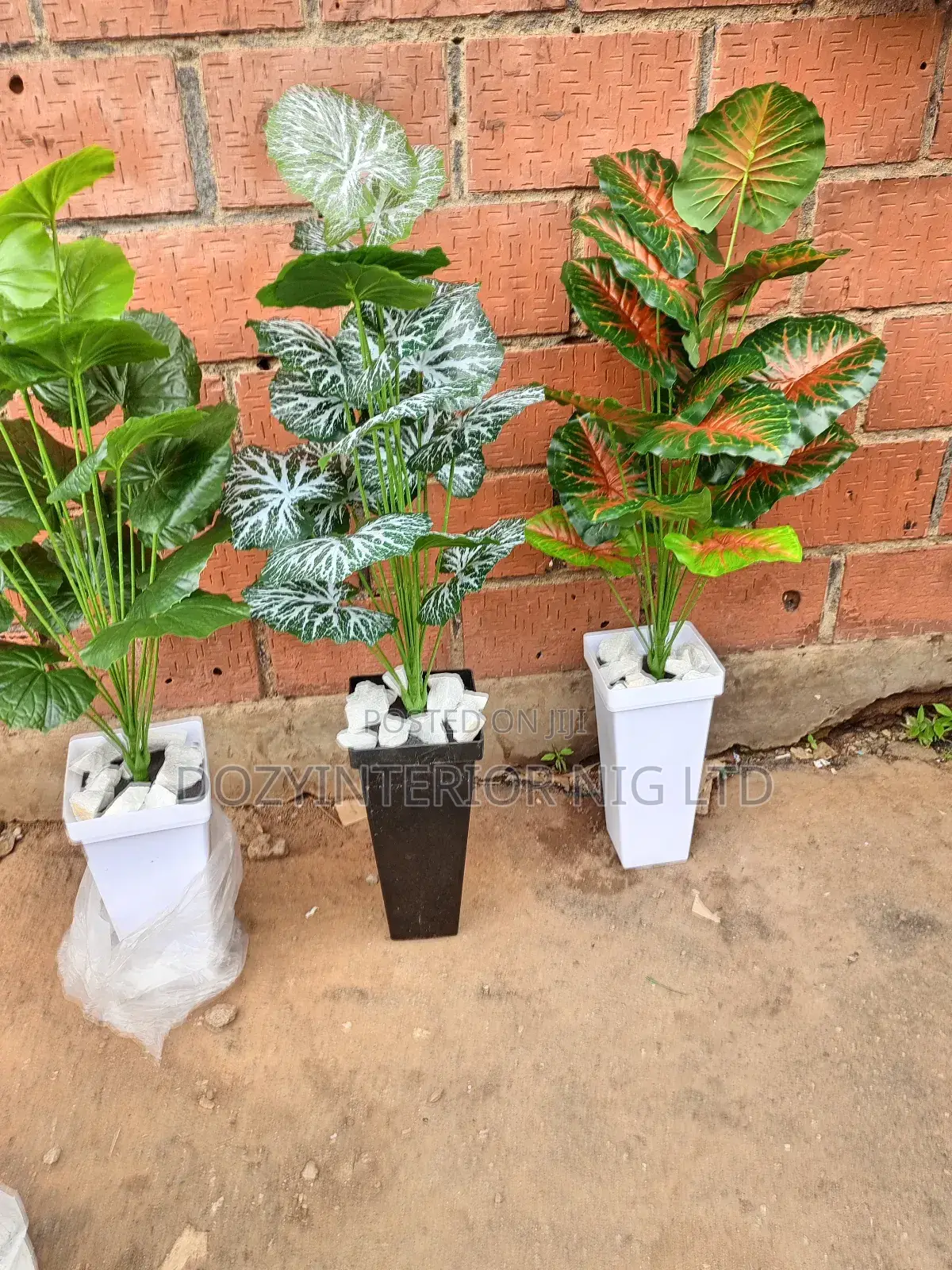 Flower and Plant