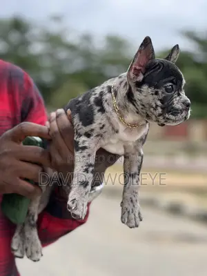 0-1 month Female Purebred French Bulldog