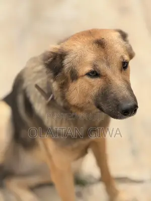 1+ year Female Purebred German Shepherd
