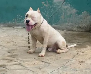 6-12 months Male Purebred American Bully