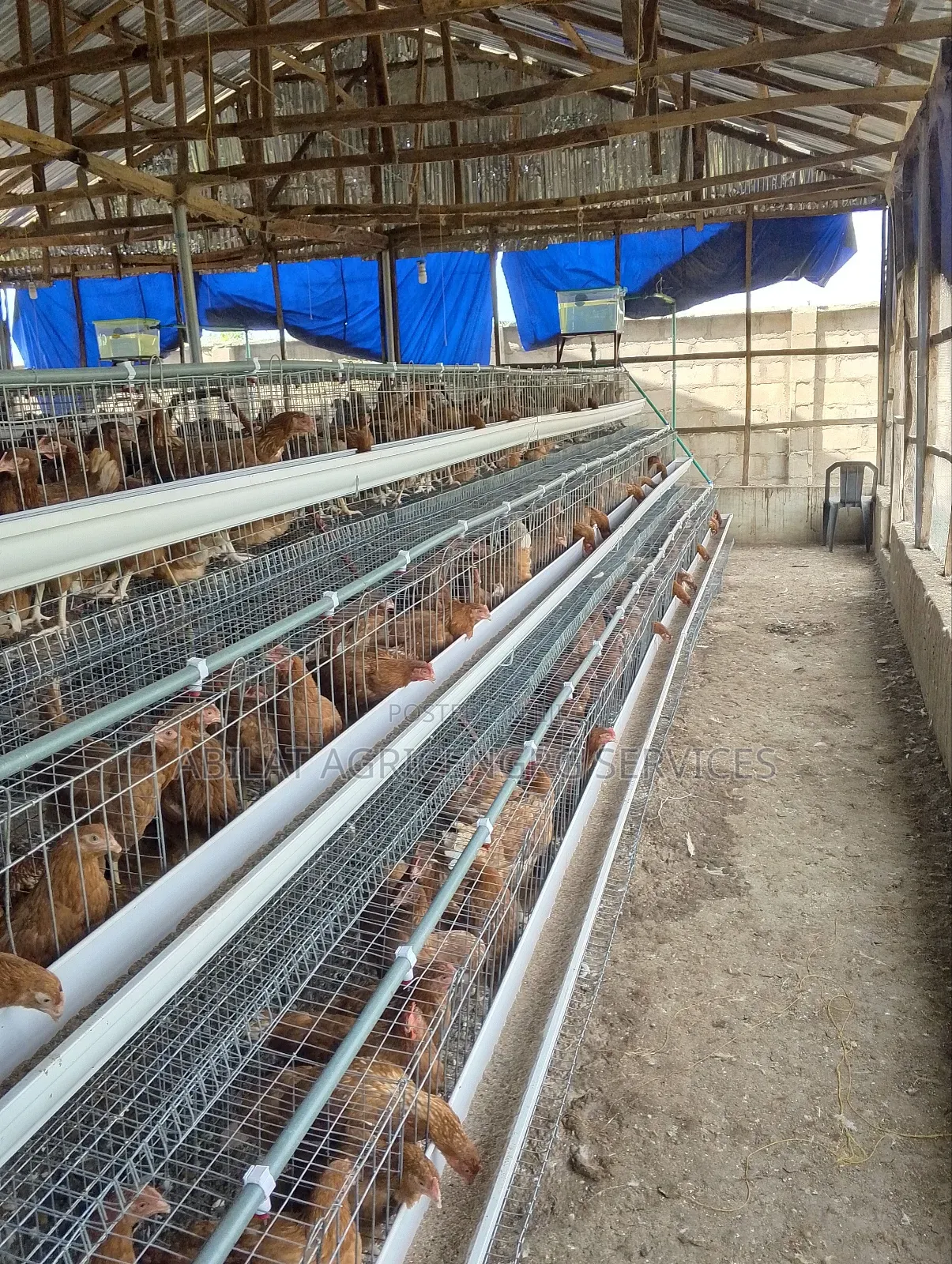 Poultry Cage