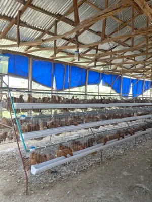 Poultry Cage
