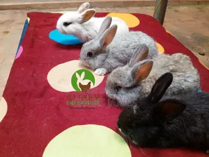 Cute Bunnies Available