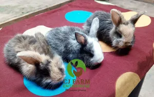 Cute Bunnies Available