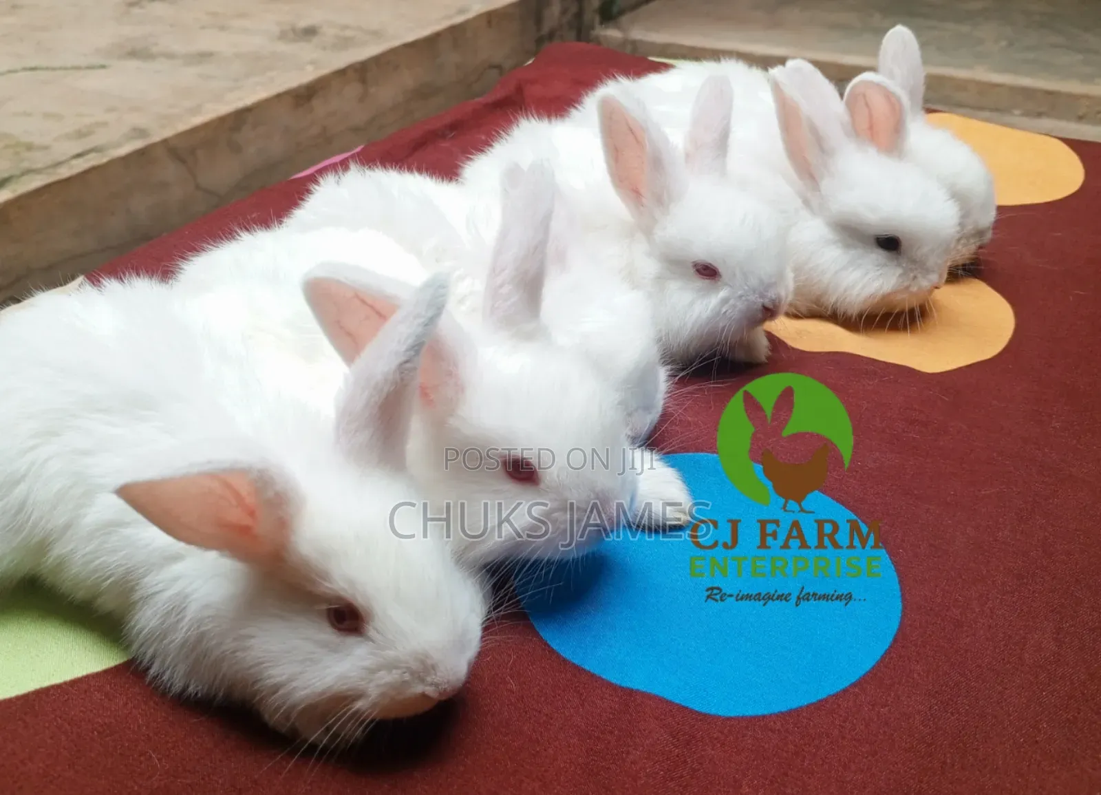 Cute Bunnies Available