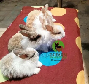 Cute Bunnies Available