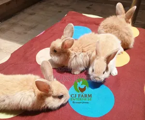 Cute Bunnies Available