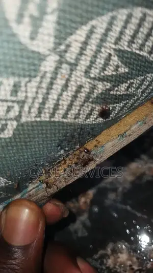 Bedbug Fumigation Service Available Now