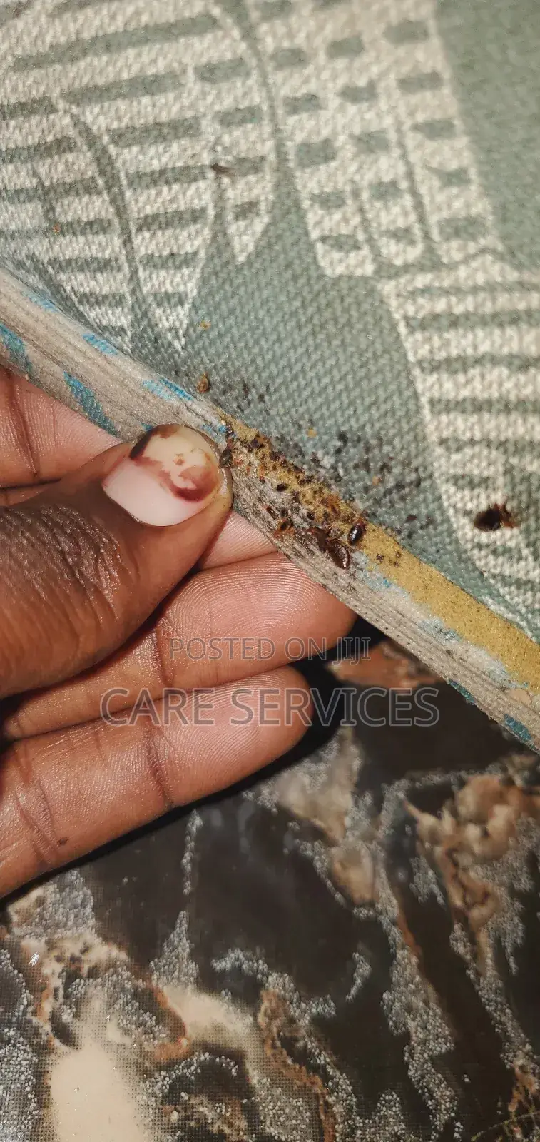 Bedbug Fumigation Service Available Now