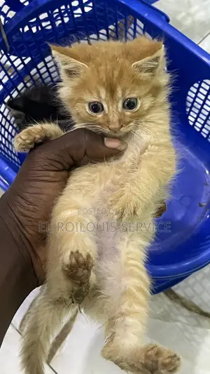1-3 months Male Purebred Turkish Angora