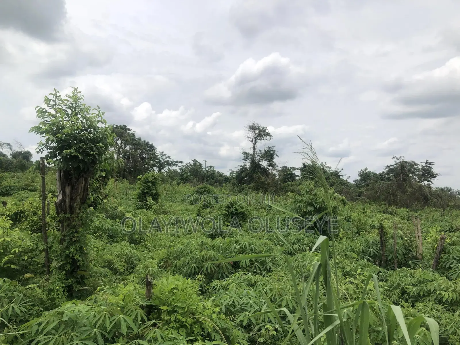 Farmland in Odeda, Ogun State Nigeria