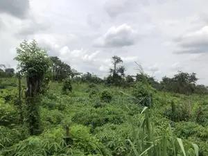 Farmland in Odeda, Ogun State Nigeria