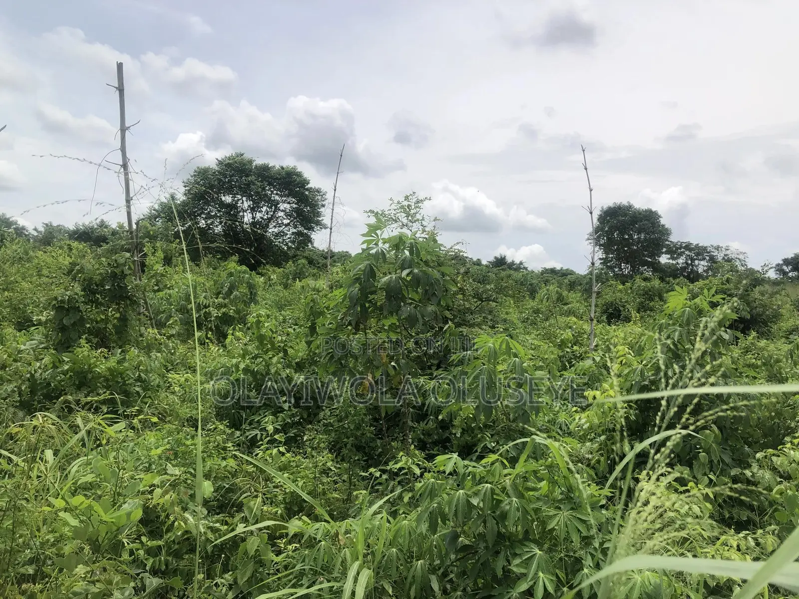 Farmland in Odeda, Ogun State Nigeria
