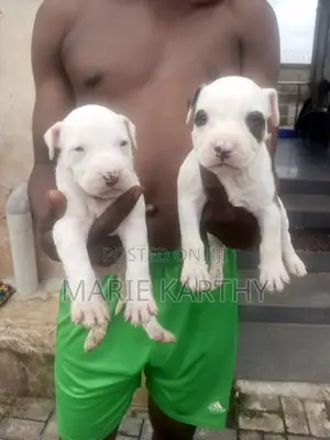 Photo - 1-3 months Female Purebred American Pit Bull Terrier