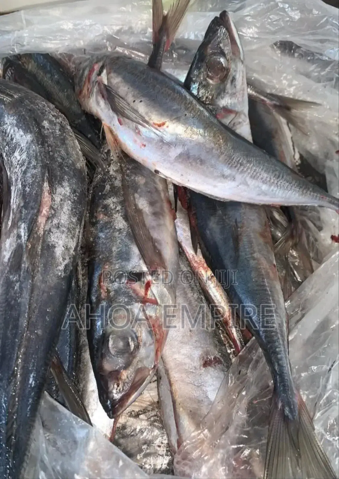 Horse Mackerel Fish (Kote) -1kg