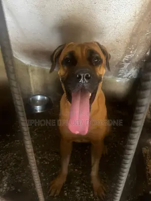 1+ year Male Purebred Boerboel