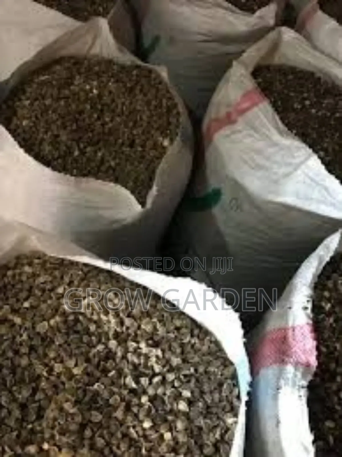 Moringa Seeds