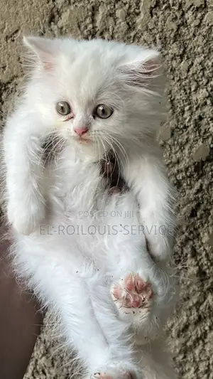 1-3 months Male Purebred Persian