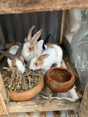 4 Months Old Bucks