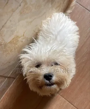 1-3 months Female Purebred Lhasa Apso
