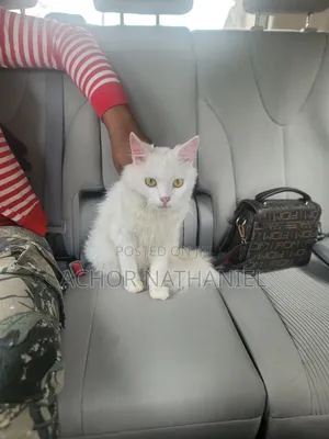 6-12 months Female Purebred Persian
