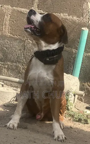 Photo - 6-12 months Male Purebred American Pit Bull Terrier