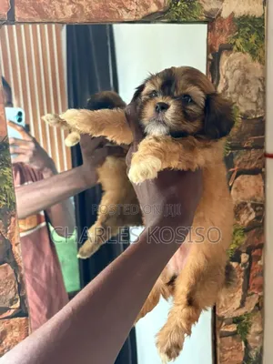 1-3 months Male Purebred Lhasa Apso