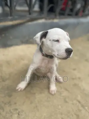 Photo - 0-1 month Male Purebred American Pit Bull Terrier
