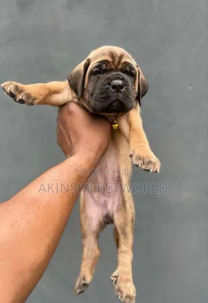 Photo - 1-3 months Female Purebred Boerboel
