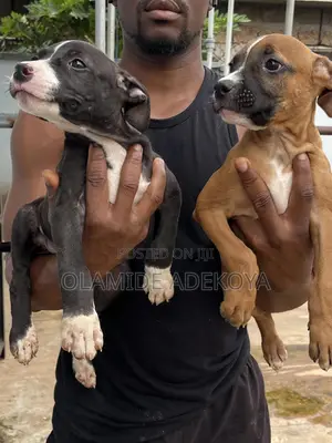 Photo - 1-3 months Female Purebred American Pit Bull Terrier