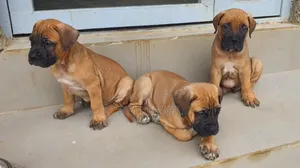 1-3 months Female Purebred Boerboel