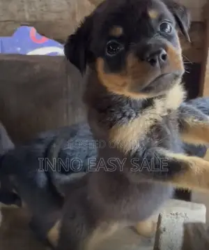 0-1 month Female Purebred Rottweiler