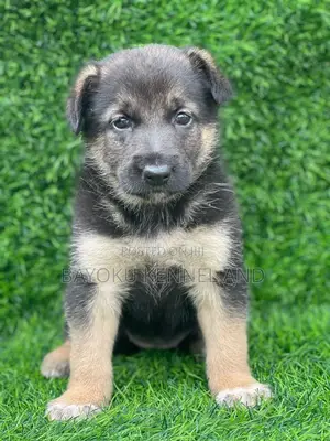 1-3 months Male Purebred German Shepherd