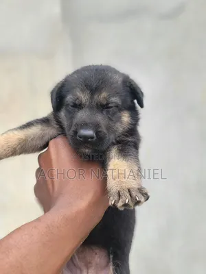 1-3 months Female Purebred German Shepherd