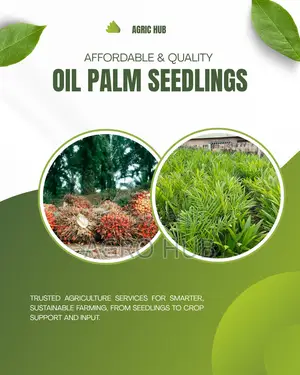 High Yield Original Nifor Oil Palm Seedlings -tenera