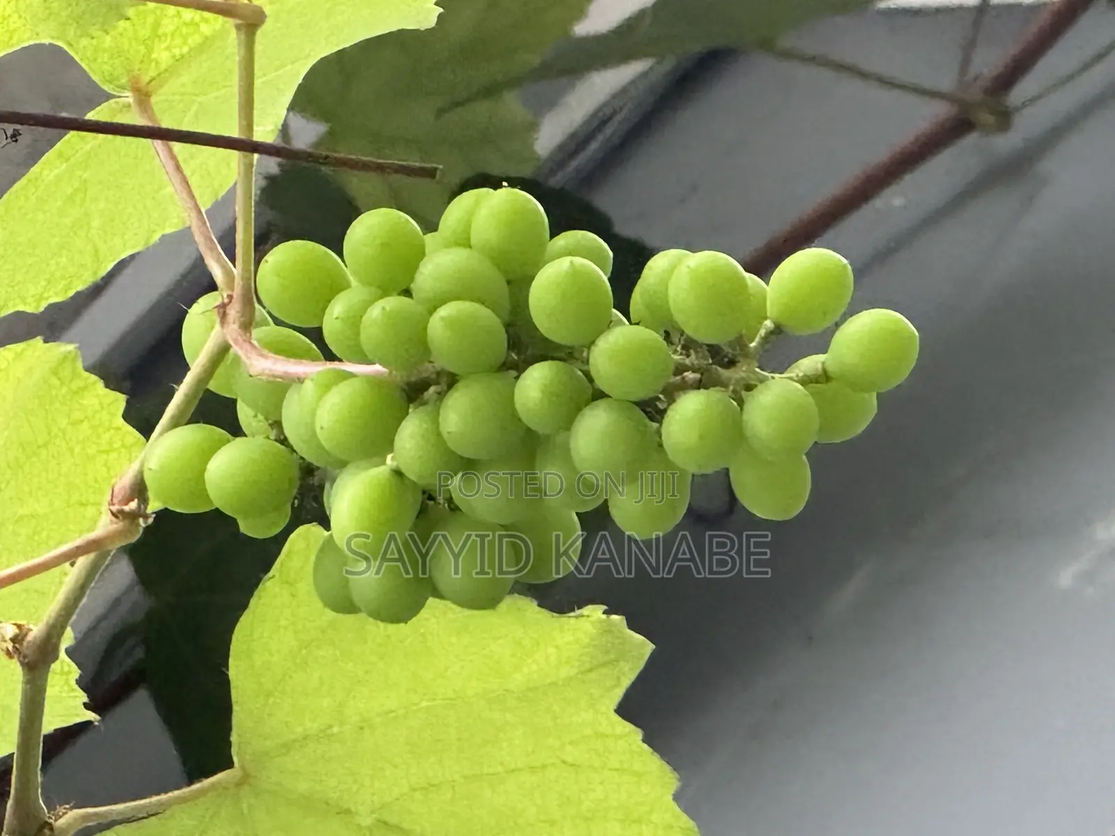 Premium Grape Vine Cuttings for Sale