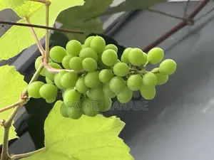 Premium Grape Vine Cuttings for Sale