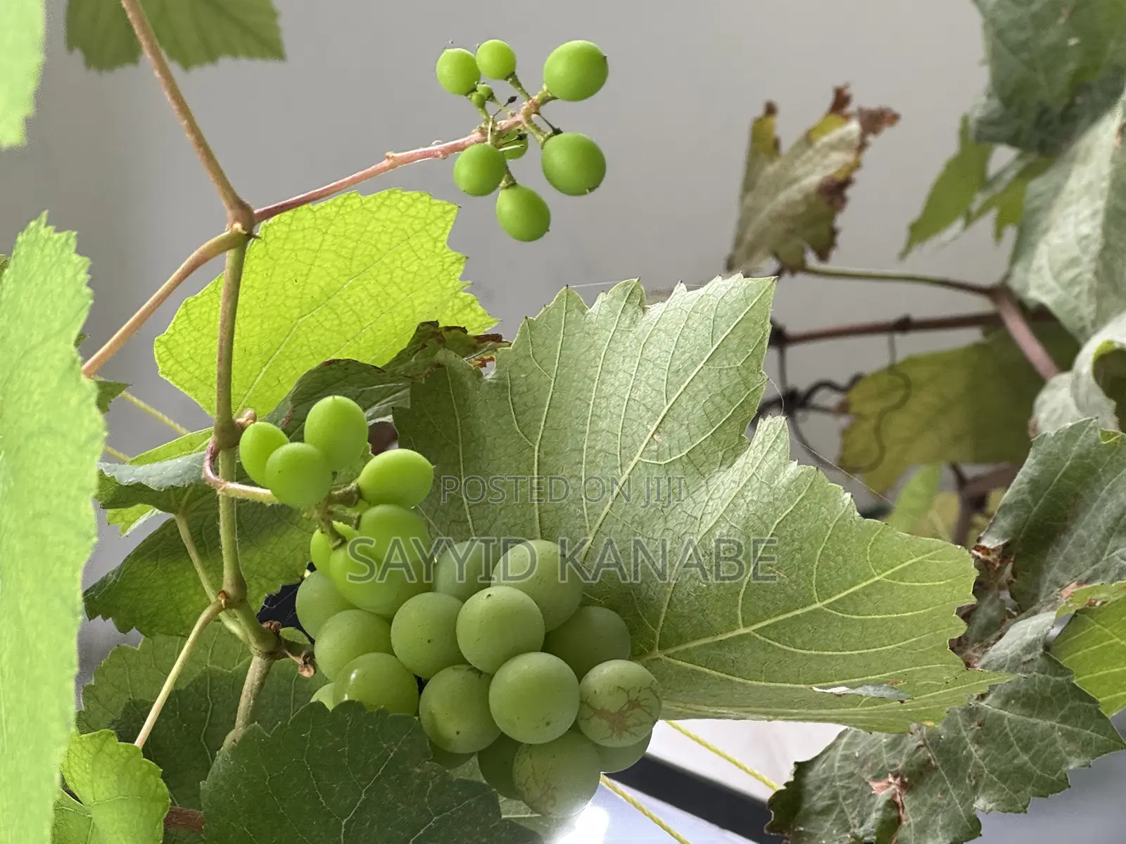 Premium Grape Vine Cuttings for Sale